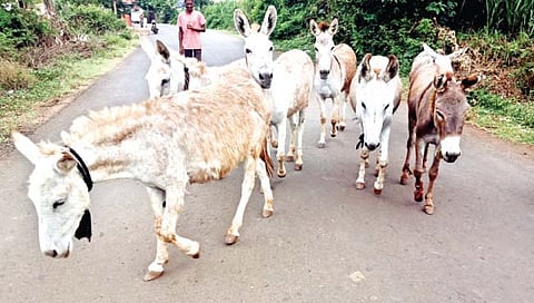 शेवटी गाढव परवडले!