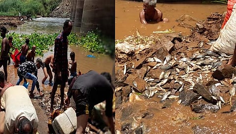 कुरुंदवाड : पंचगंगेच्या काठी माशांचा खच; मासे नेण्यासाठी नागरिकांची गर्दी