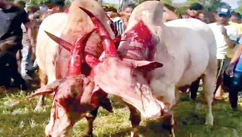 गोवा : वार्कातील ‘धिरयो’वर 20 लाखांचा सट्टा