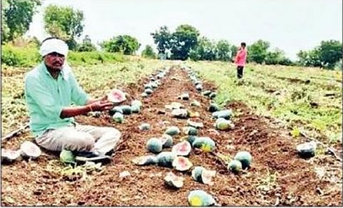 खाणार्याला गोडवा.. पिकविणार्याला भोपळा..! कवडीमोल दरामुळे टरबुजावर फिरविला कोयता