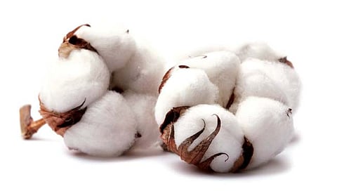 जळगाव : शॉर्टसर्किटमुळे कापूस उत्पादकाचा १८ क्विंटल कापूस जळून खाक