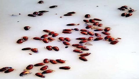 सांगली : पावसामुळे शिवारात हुमणीचा प्रादुर्भाव सुरू