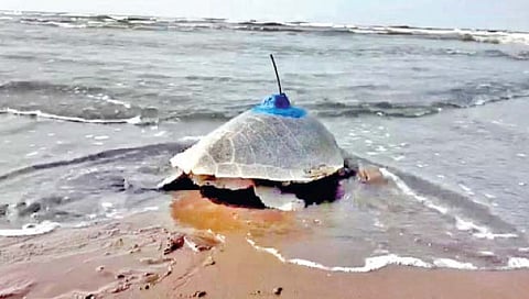 सॅटेलाईट टॅगिंग कासवे किनार्याच्या दिशेने..!