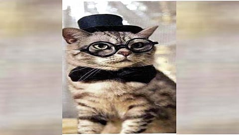Marriage with Cat : ‘तिने’ मांजराशीच केले लग्न!