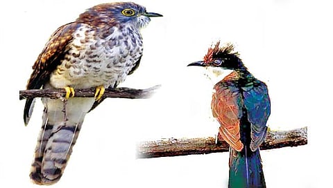 पाखरांनाही लागते मान्सूनची चाहूल