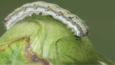 फुलकिडे : माहीत आहे का?