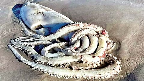 जलचर : समुद्रकिनारी सापडला दैत्याकार जीव