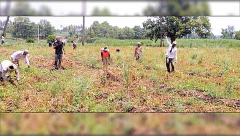 सांगली : सोयाबीन महाबीजच्या दारात ओतणार
