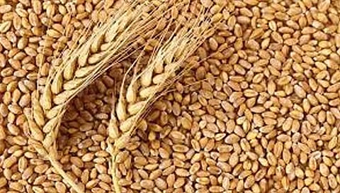 Wheat prices | गव्हाच्या किमती १० टक्क्यांनी घसरल्या, केंद्राच्या ‘या’ निर्णयाचा परिणाम