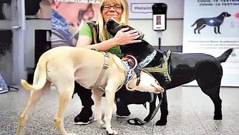 विमानतळावर स्निफर डॉग लावणार कोरोनाचा छडा?