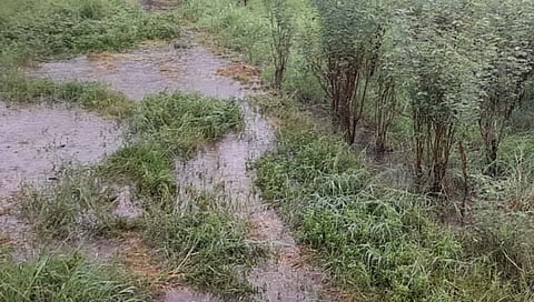 कुरुंदवाड : वादळी पावसामुळे शेतकरी अडचणीत; सोयाबीन शेतीचे मोठे नुकसान