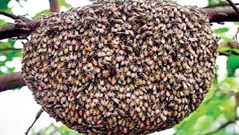 राज्यातील 1147 गावांमध्ये मधमाशा पालन