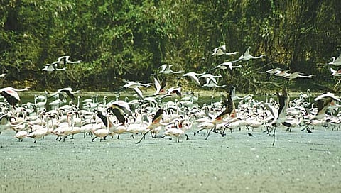 फ्लेमिंगो : ठाणे खाडीत सव्वा लाख पंखवाले पाहुणे