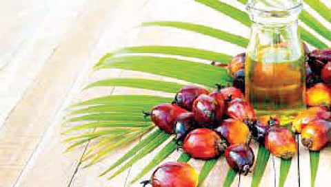 खाद्यतेलाच्या किमतीत घट होण्याची शक्यता