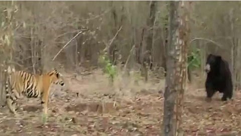A tiger was chased away by an angry bear at the Tadoba Tiger Reserve.