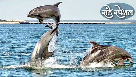 कोकण पर्यटनाला डॉल्फिन सफारीचा साज
