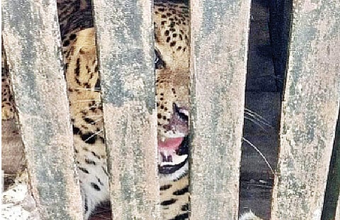 राजुरी शिवारात धुमाकूळ घालणारा बिबट्या जेरबंद