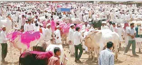 चाकण बैलबाजाराचे संग्रहित छायाचित्र.