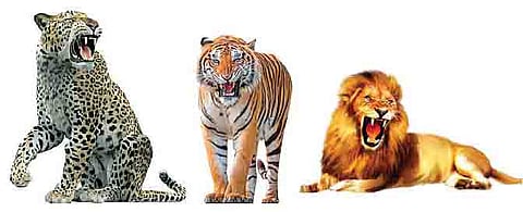 बिबटसह वाघ, सिंहांच्या गर्जनेने दणाणणार पुणे जिल्हा