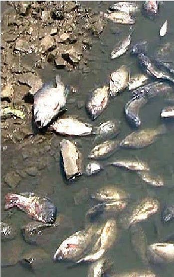 देहूरोड : इंद्रायणी नदीत पुन्हा आढळले मृत मासे