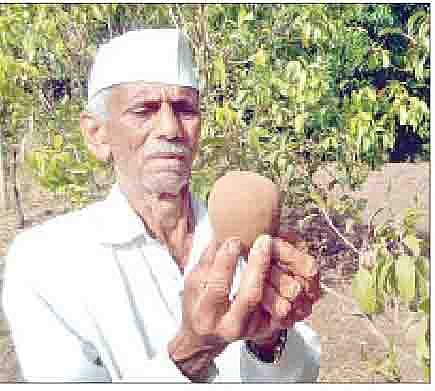 छोट्या नारळाच्या आकराचा चिकू दाखवताना शेतकरी