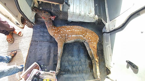 राम नदी मध्ये मृतावस्थेत आढळले चितळ जातीचे हरीण