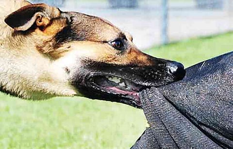 Pune News : तीन वर्षांत रेबीजच्या 52 रुग्णांवर उपचार