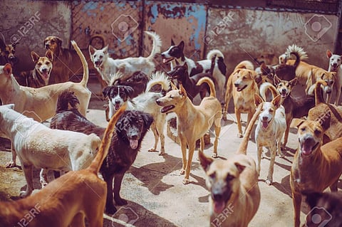 भीषण… आई-वडिलांनीच 11 वर्षाच्या मुलाला 22 कुत्र्यांसोबत घरात ठेवले डांबून