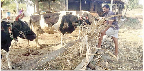 दूध व्यवसाय तोट्यात गेल्याने शेतकरी घायकुतीला