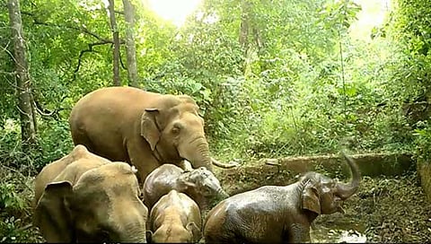 तिलारी परिसरात हत्तीचा उच्छाद; शेतकरी भयभीत (video)