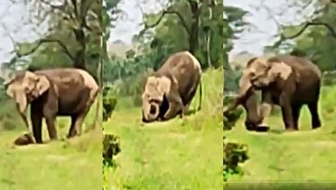 A mother elephant seen carrying carcass of her dead calf