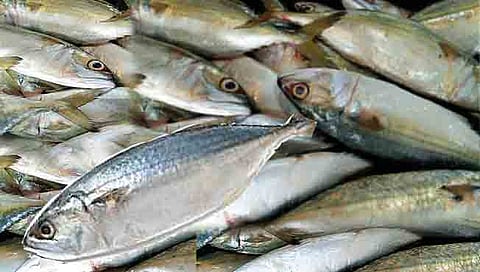 Fish Price : दहा बांगडे अडीचशे रुपये ! मासळीचे दर उतरल्याने मत्स्यप्रेमींना दिलासा