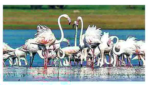 भातकुडगाव : विदेशी ‘पाहुण्यांं’ची प्रतीक्षा ! निवारा नसल्याने फ्लेमिंगोंनी जायकवाडी अभयारण्याकडे फिरविली पाठ