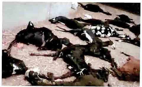 तब्बल 54 शेळ्यांचा इंदापुरात अचानक मृत्यू