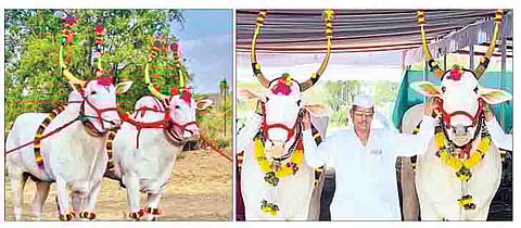 वाकड येथील ज्ञानेश्वर उद्धव शेडगे व वडगाव धायरी येथील सागर निवृत्ती टिळेकर यांच्या बैलजोडींना यंदा पालखीसाठी मान मिळाला आहे.