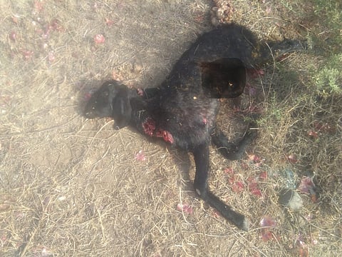 नाशिक : बिबट्याच्या हल्ल्यात मृत्यूमुखी पडलेली शेळी.