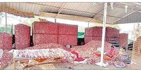 कांद्याने केला शेतकर्यांचा वांधा!