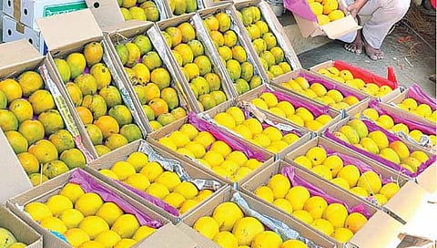 दापोली : हापूस हंगामाच्या शेवटीही पावसाची धास्ती