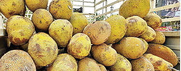 पिंपरी: कर्नाटक फणसाने केले कोकणला ‘ओव्हरटेक’