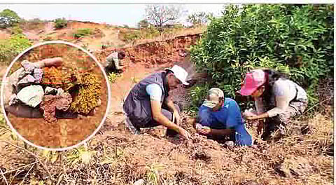 रायरेश्वर पठारावर भवताल संस्थेच्या वतीने मातीची पाहणी करताना निरीक्षक. इन्सेट : मातीचे विविध रंग.