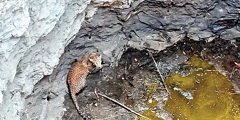 काटाळवेढा (ता.पारनेर) : येथील डोंगरवाडी शिवारातील विहिरीत पडलेला बिबट्या. (छाया : दादा भालेकर)