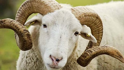 Sheep : महिलेच्या हत्येमध्ये ‘मेंढ्या’ला ३ वर्षांचा तुरुंगवास