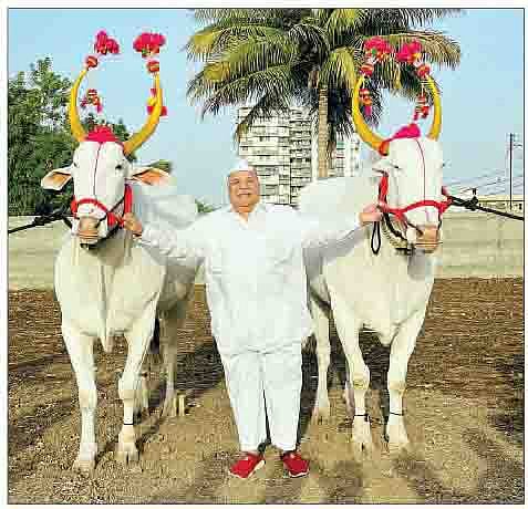 ज्ञानेश्वर महाराजांच्या पालखी रथासाठी फुरसुंगीतील खुटवड कुटुंबीयांच्या सोन्या-माऊली या बैलजोडीला मान.
