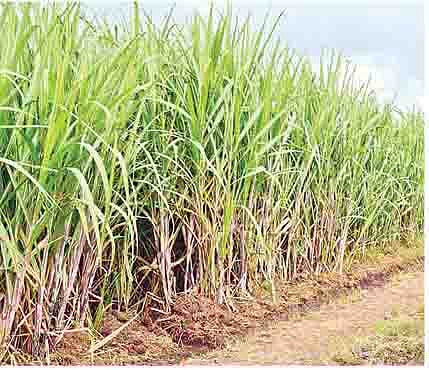 जिल्ह्यातील सोळा कारखान्यांचे उच्चांकी गाळप, वाचा सविस्तर