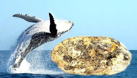 व्हेल माशाची ६ कोटी रुपये किंमतीची उलटी जप्त; तस्करी करणाऱ्या टोळीतील दोघांना बेड्या