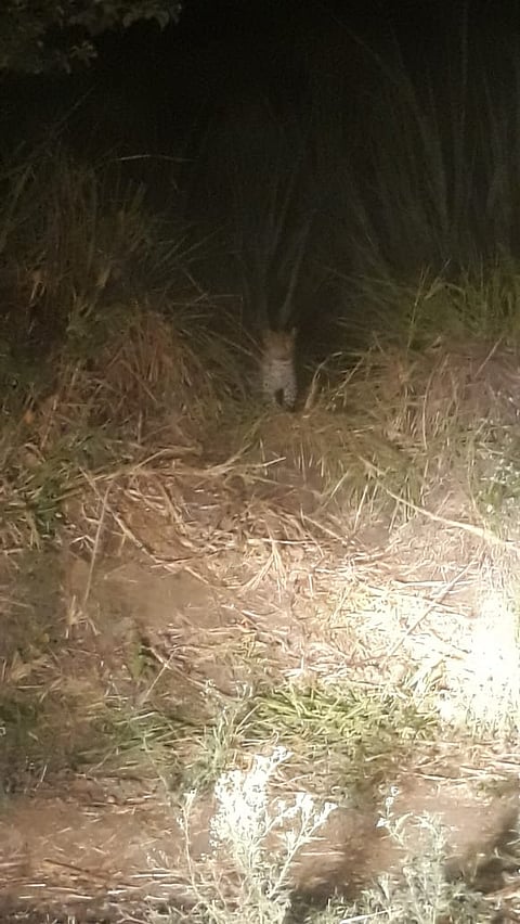 Hinjewadi: Fear of leopard again in Kasarasai