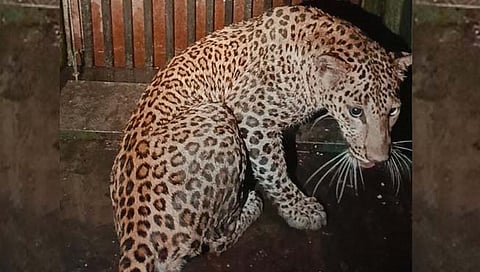 चंद्रपूर : अखेर नरभक्षक बिबट्याला बेशुध्द करून जेरबंद करण्यात यश