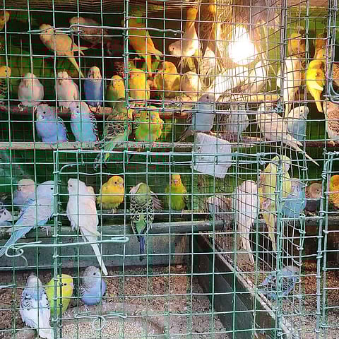 विक्रीसाठी आणलेल्या तीन पहाडी पोपटांची आणि १२३ लव्हबर्ड्सची सुटका