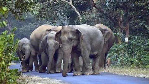 महाराष्ट्रातील चंद्रपूर व गडचिरोलीतील १३ हत्ती गुजरातला हलविण्यावर शिक्कामोर्तब !