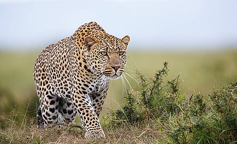 इंदापूर तालुक्यात बिबट्यांचा वावर वाढला; नागरिकांमध्ये घबराट